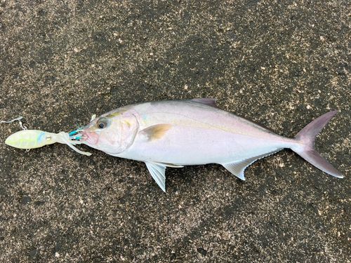 ショゴの釣果