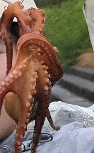 タコの釣果