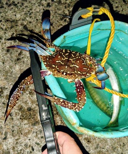 ガザミの釣果