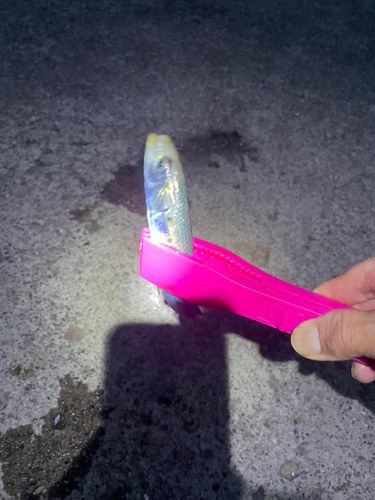 イワシの釣果