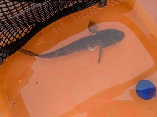 アナハゼの釣果
