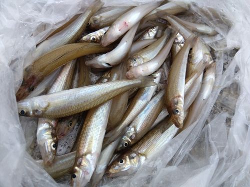 キスの釣果