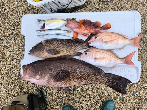 オオモンハタの釣果