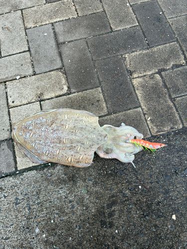 モンゴウイカの釣果