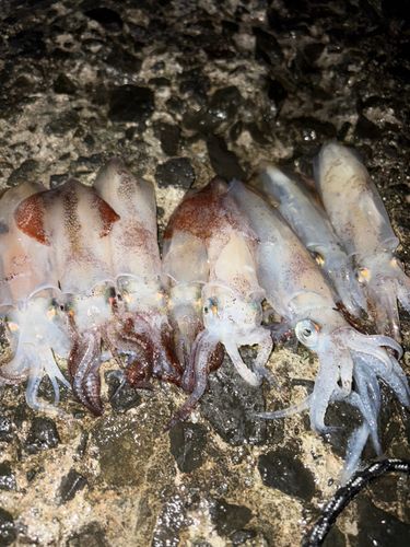 マメイカの釣果