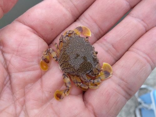 カニの釣果