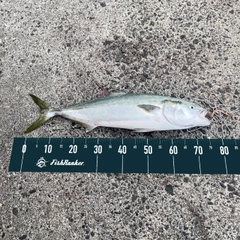 ワラサの釣果