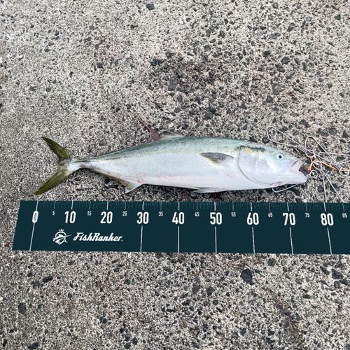 ワラサの釣果