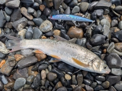 ウグイの釣果