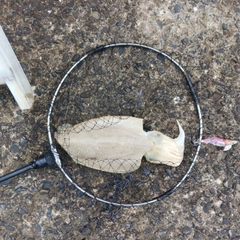 モンゴウイカの釣果