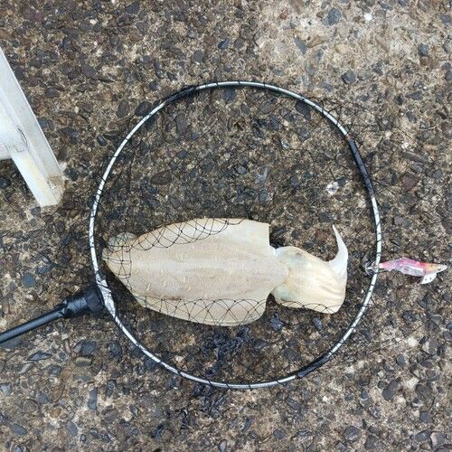 モンゴウイカの釣果