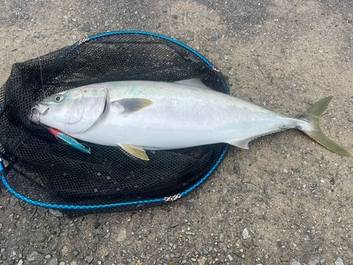 ブリの釣果