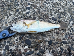 イシモチの釣果