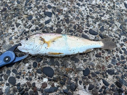 イシモチの釣果