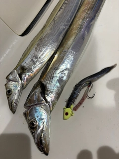 タチウオの釣果