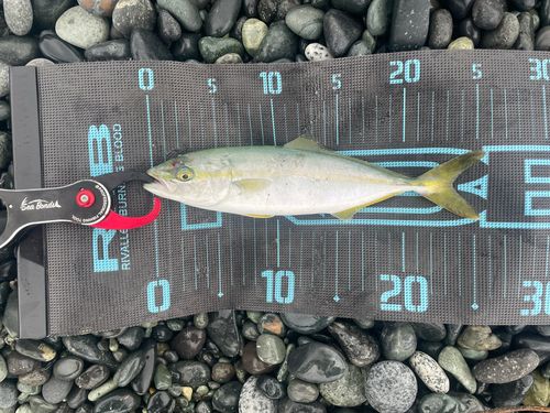 ワカシの釣果