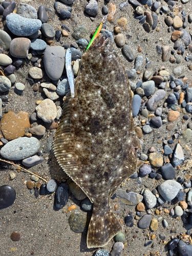 ヒラメの釣果