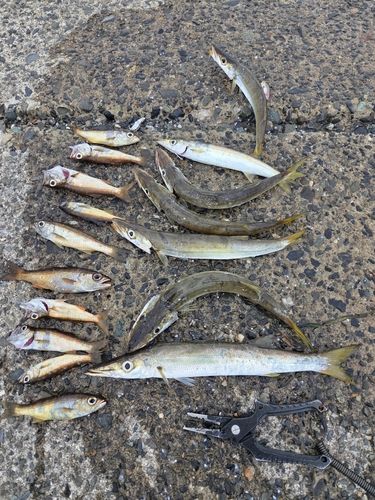 カマスの釣果