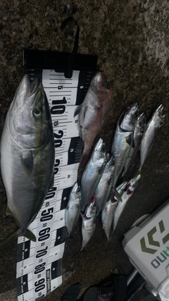 ワラサの釣果
