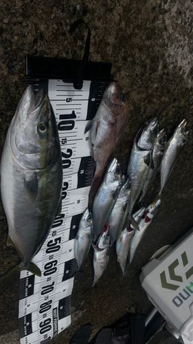 ワラサの釣果