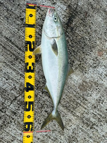 イナダの釣果