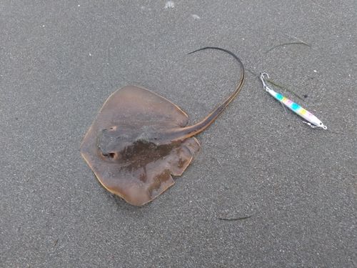アカエイの釣果