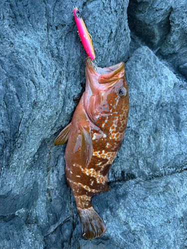 キジハタの釣果