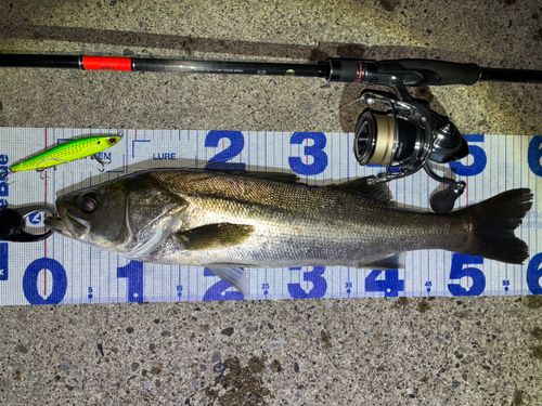 シーバスの釣果