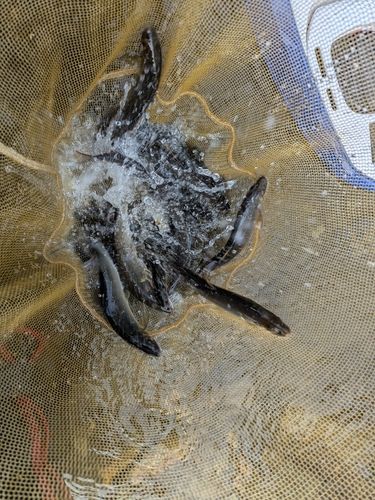 アユの釣果
