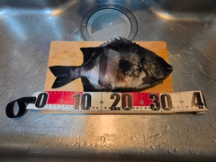 イシダイの釣果