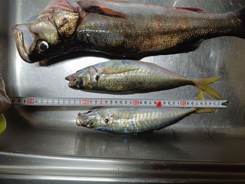アジの釣果