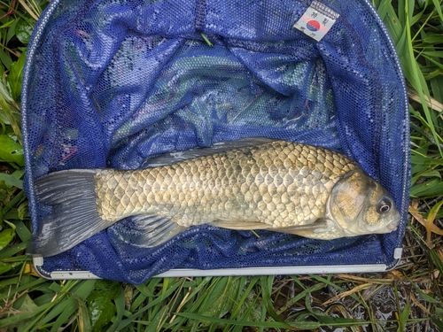 フナの釣果