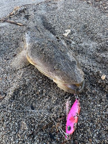 マゴチの釣果