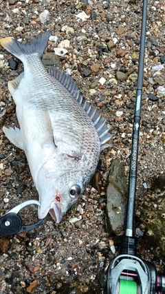 キビレの釣果