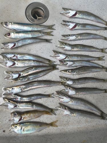 カマスの釣果