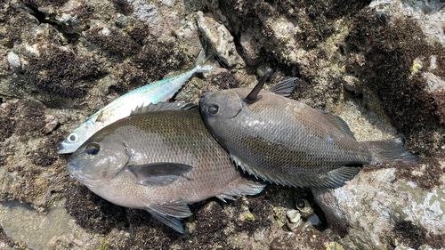 メジナの釣果