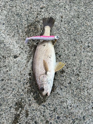 イシモチの釣果