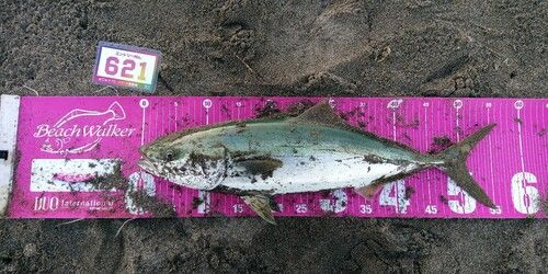 イナダの釣果