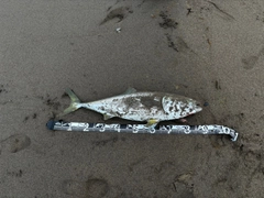ブリの釣果