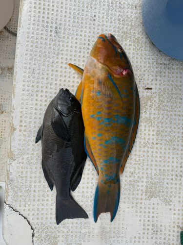 ヒブダイの釣果