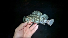 タケノコメバルの釣果