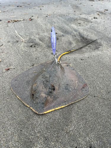 アカエイの釣果