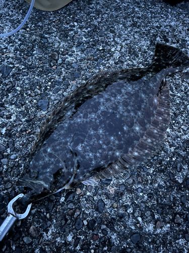 ヒラメの釣果