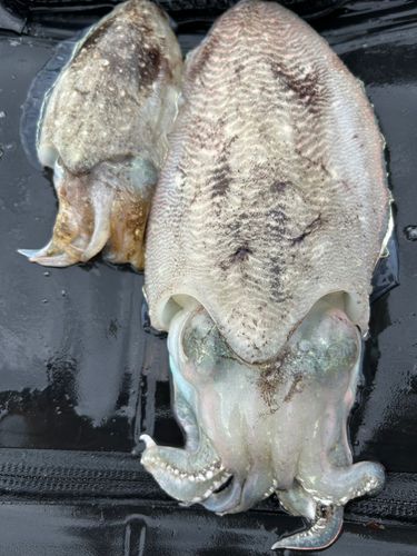 コウイカの釣果