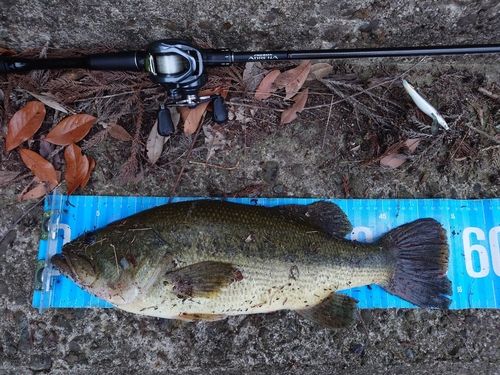 ブラックバスの釣果