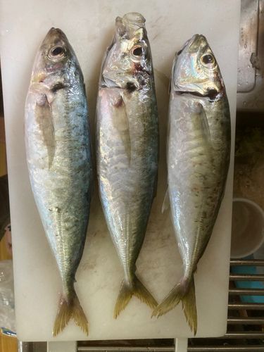 マルアジの釣果