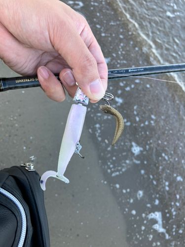 シタビラメの釣果