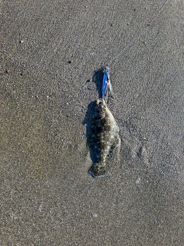ソゲの釣果
