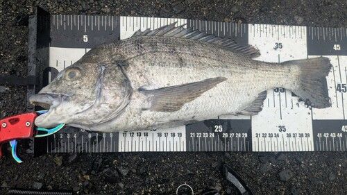 チヌの釣果