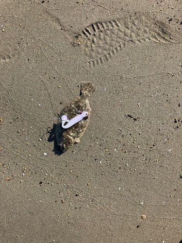 ソゲの釣果